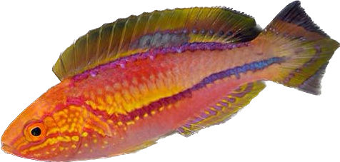Pintail Fairy Wrasse