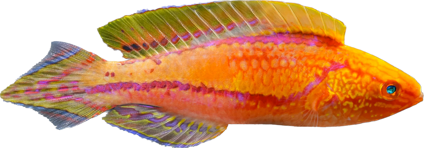 Pintail Fairy Wrasse