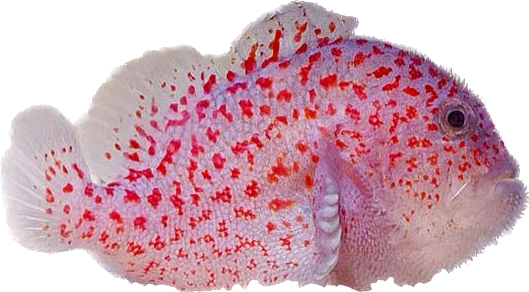 Gumdrop Coral Croucher Goby
