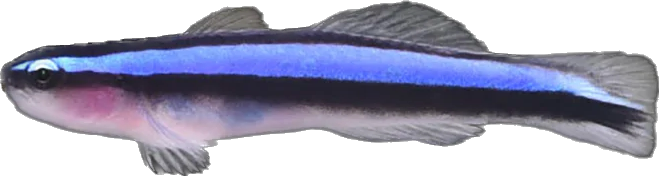 Neon Goby