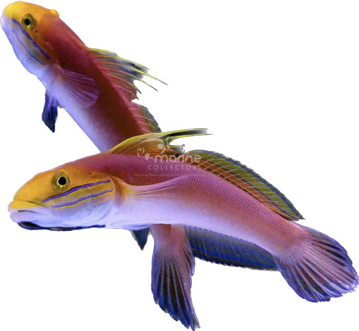 Bella Goby