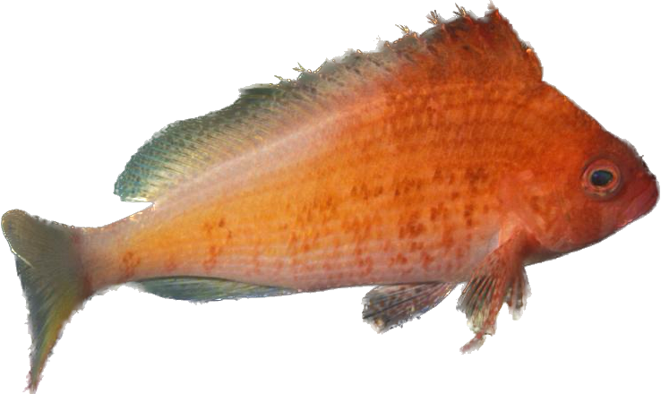 Lyretail Hawkfish