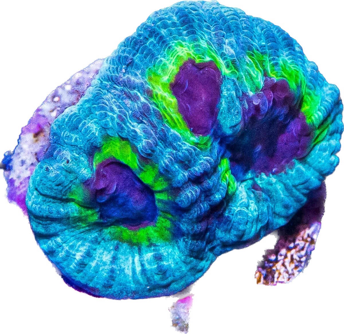 WWC PPE Favia Frag