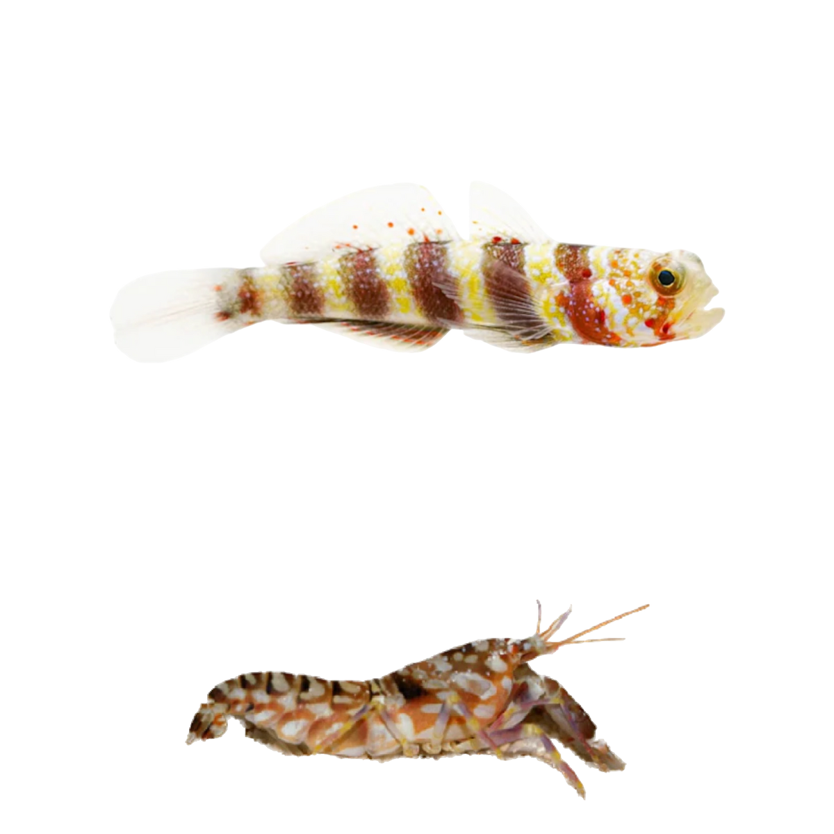 Wheeleri Goby + Tiger Pistol PAIR