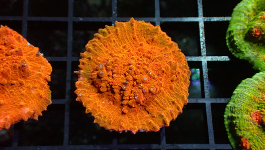 Orange Aussie Chalice