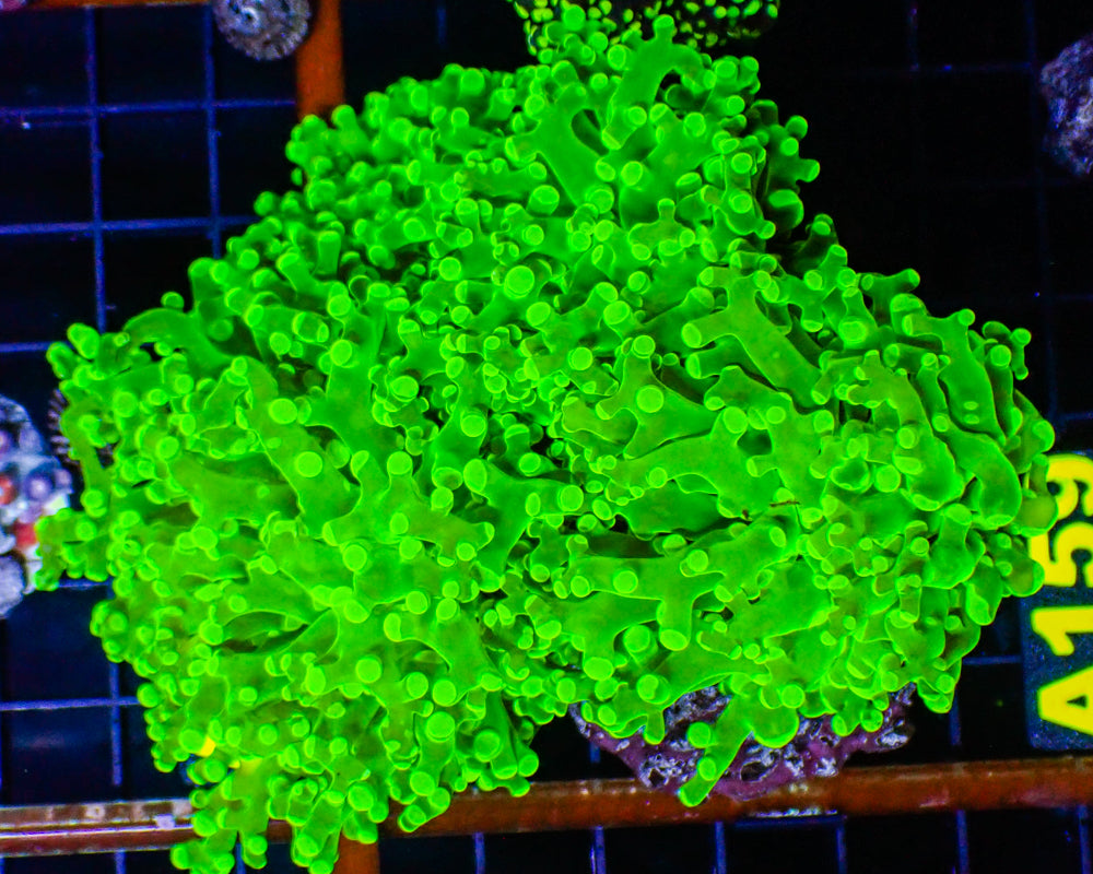Octospawn - Neon Green Stem & Tip