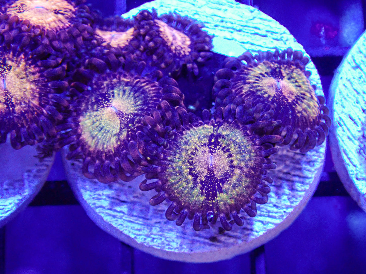 Pandora Zoa Frag