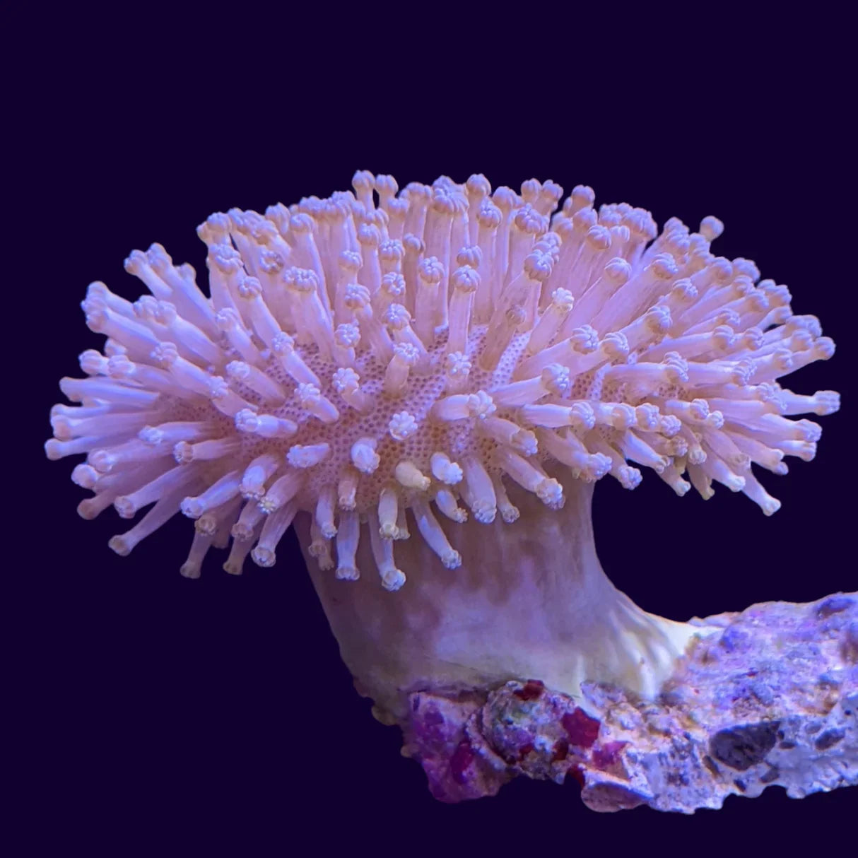 Toadstool