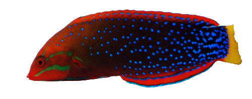 Red Coris Wrasse - Adult L