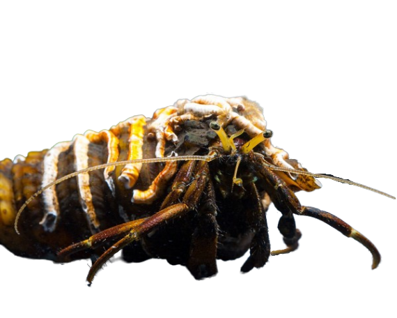 African Hermit Crab