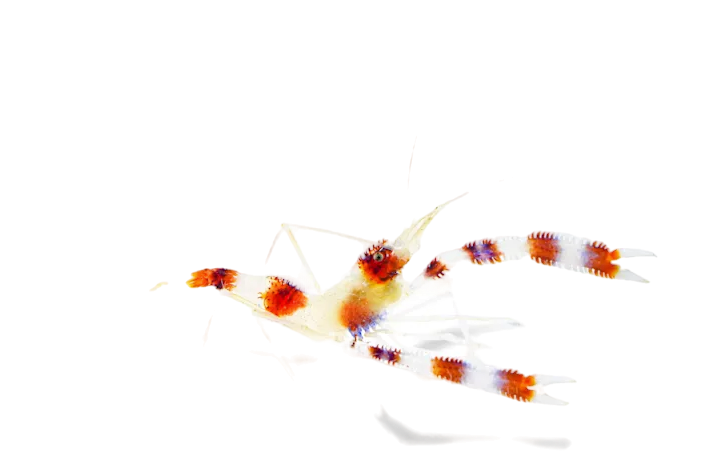 Coral Banded Mated Pair