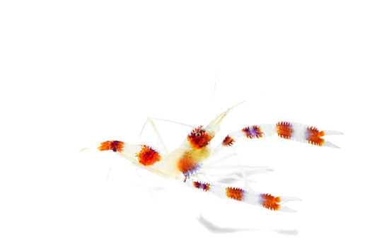 Coral Banded Mated Pair