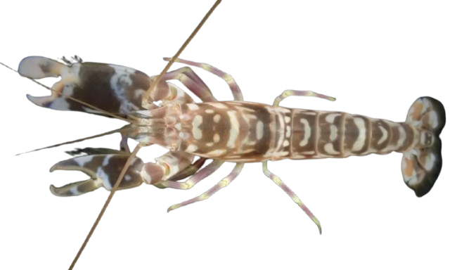 Tiger Pistol Shrimp XL