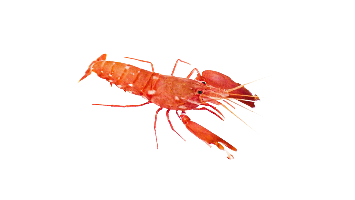 Japanese Red Pistol Shrimp