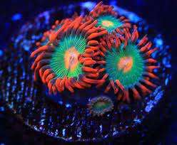 Gatorade Zoa Frag