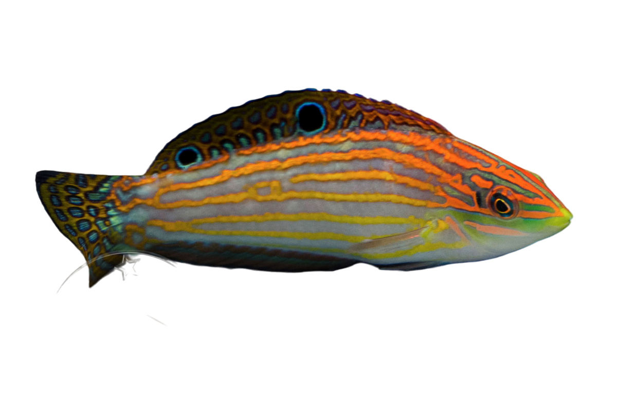 Adorned Wrasse M