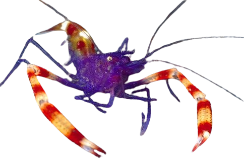 Dwarf Purple Coral Banded Shrimp