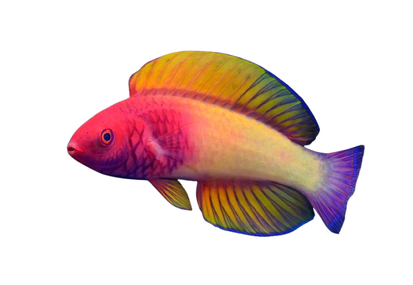 Red Velvet Fairy Wrasse