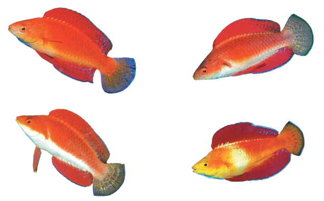 Red Finned Fairy Wrasse