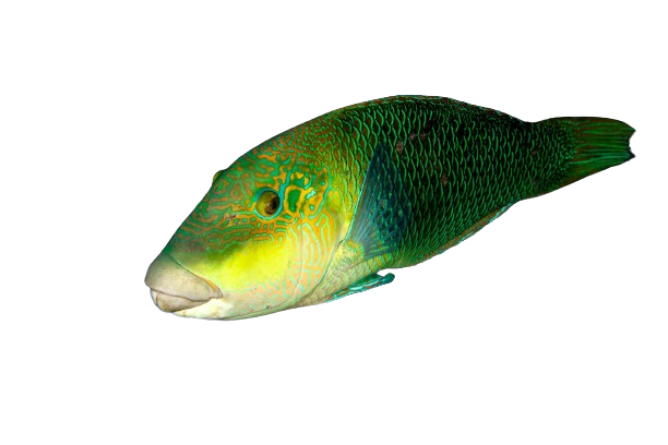 Blackeye Thicklip Wrasse