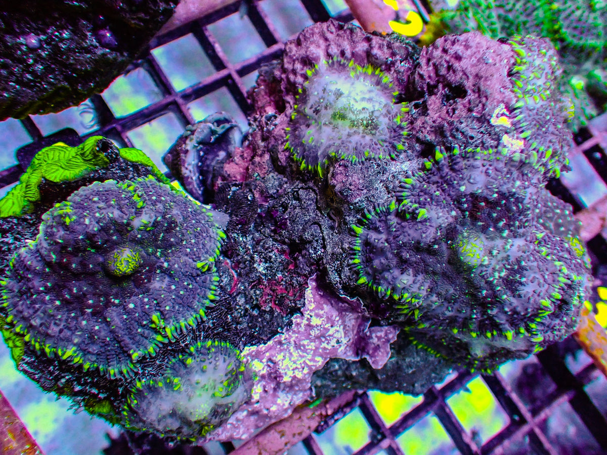 WYSIWYG Acro 14