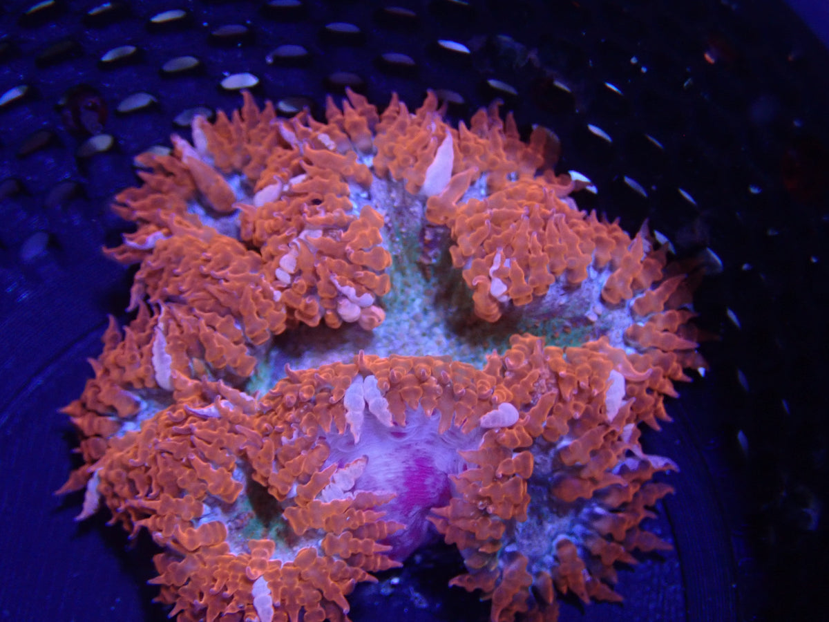 WYSIWYG Anemone #26