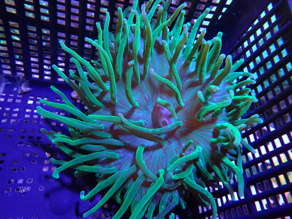 WYSIWYG Anemone #1