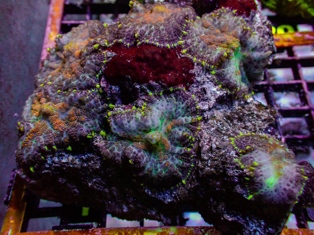 WYSIWYG Acro 1
