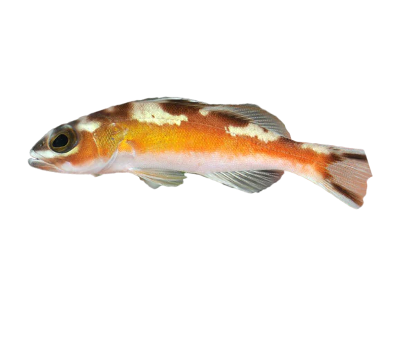 Tobacco Bass