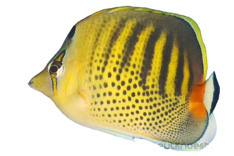 Spotband Butterfly M