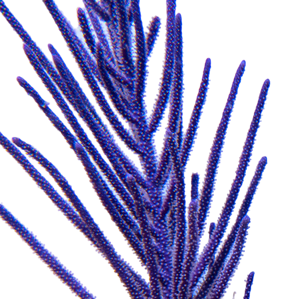 Bottle Brush Photosynthetic Gorg - Easy to keep