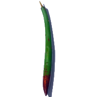Red Mangrove Pods