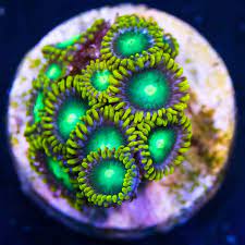 Radioactive Dragon Eyes