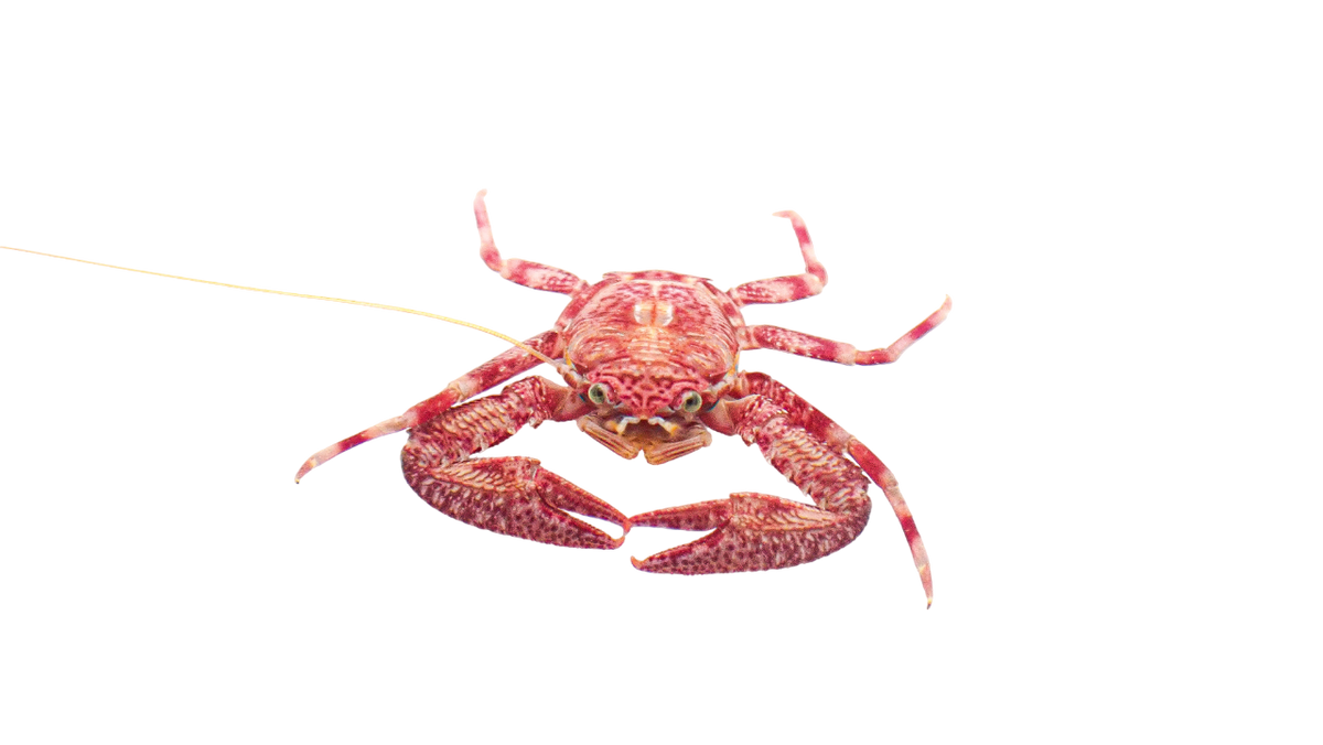 Assorted Porcelain Crabs