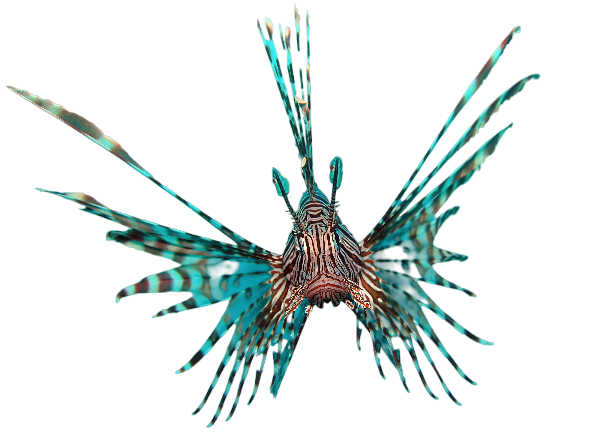 Volitan Lion Fish M