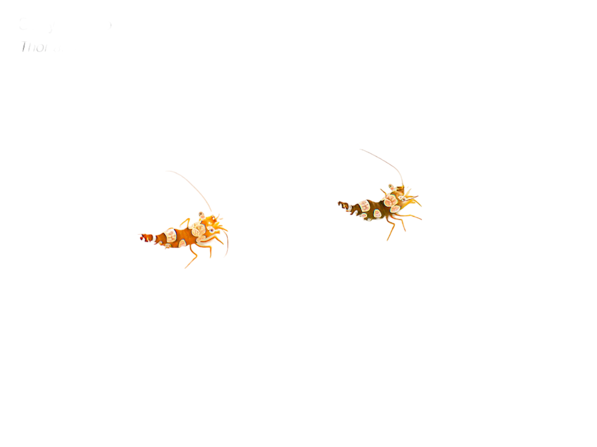 Sexy Shrimp