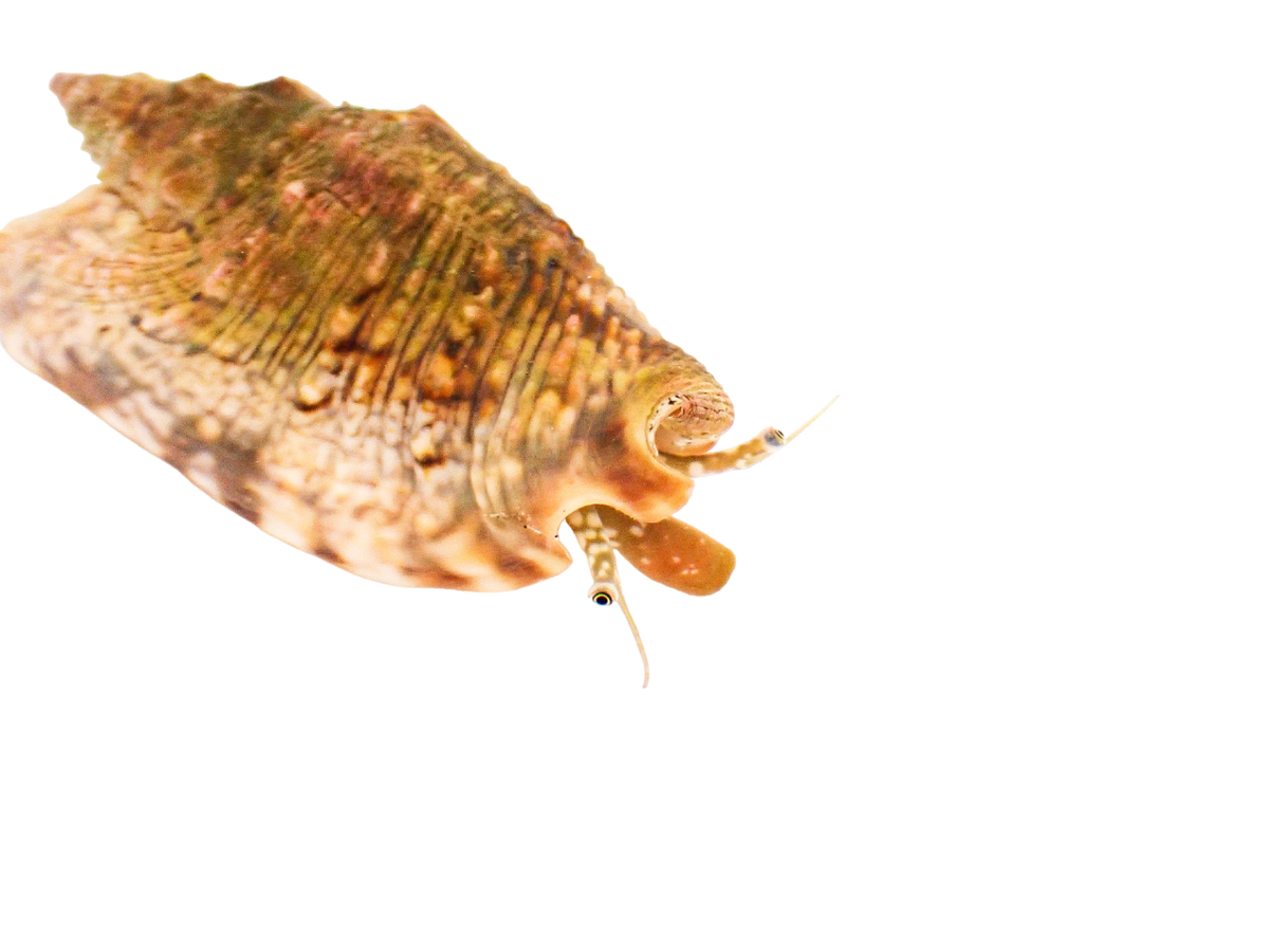 Bubble Conch