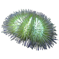 Pin Cushion Urchin