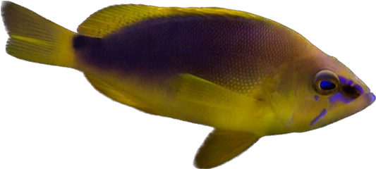 Yellowbelly Hamlet