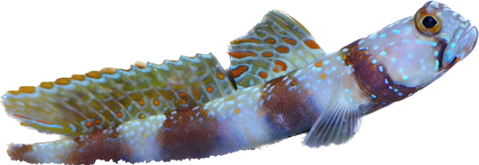 Wide Barred Shrimp Goby