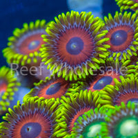 Eagle Eye Zoa Frag