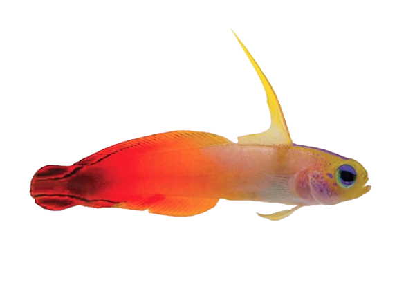 Firefish