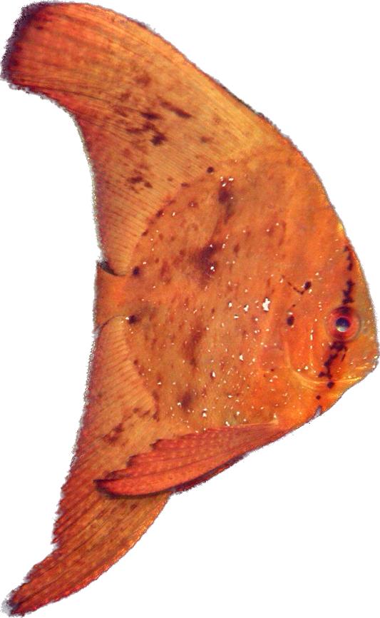 Orbic Batfish Juvi