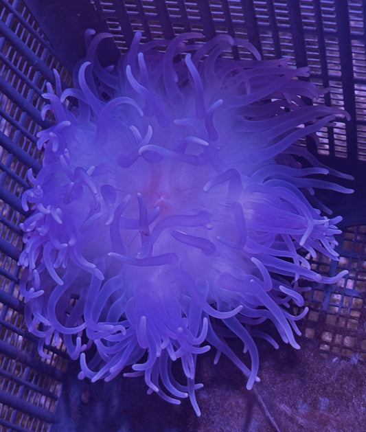 WYSIWYG Anemone #20