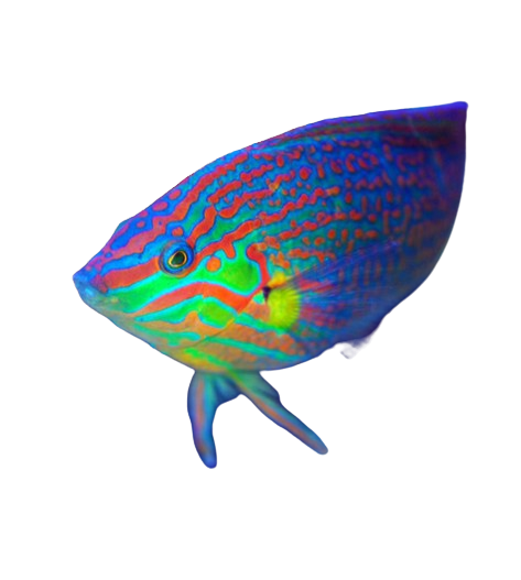Melanurus Wrasse L