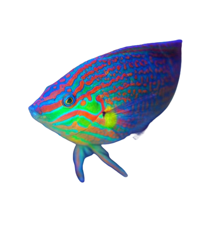Melanurus Wrasse L