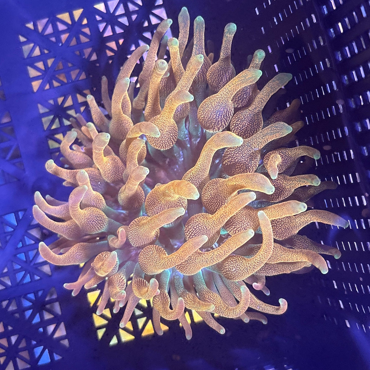WYSIWYG Anemone #4