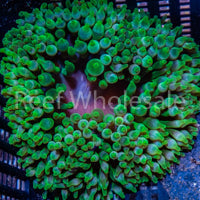 BTA - Ultra Green