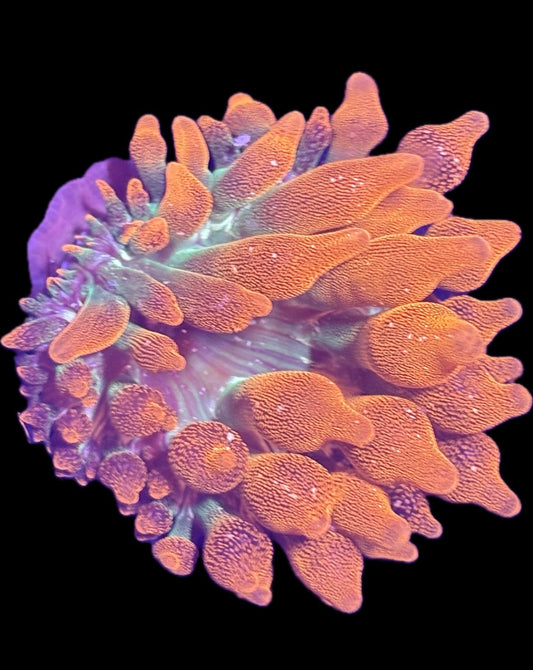 WYSIWYG Anemone #33