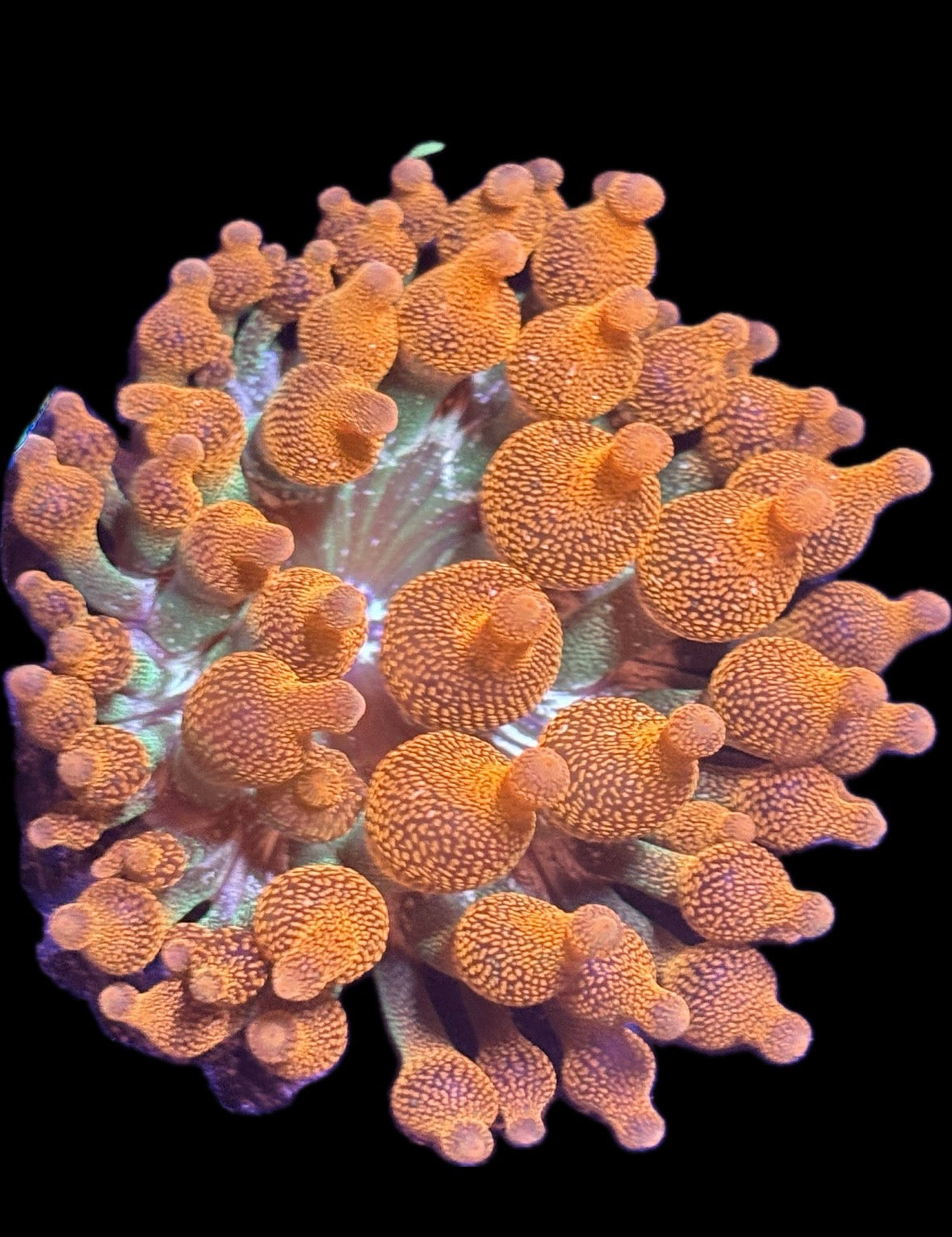 WYSIWYG Anemone #36